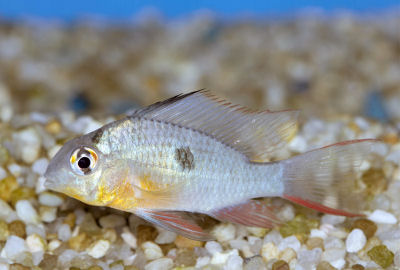 Fish Aquarium