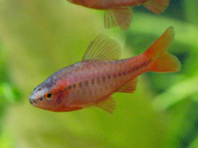 Fish Aquarium