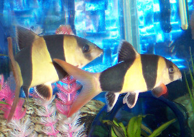 Fish Aquarium