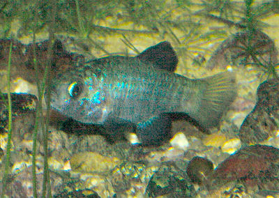 Fish Aquarium