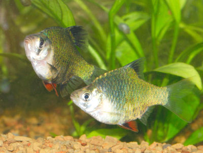 Fish Aquarium