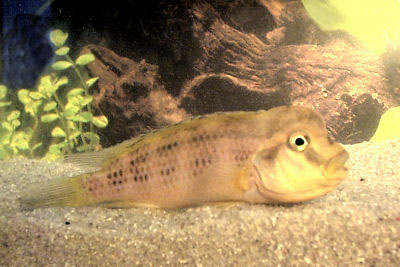 Fish Aquarium