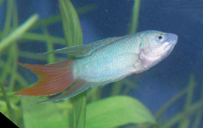 Fish Aquarium