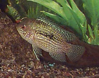 Fish Aquarium