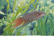 Fish Aquarium